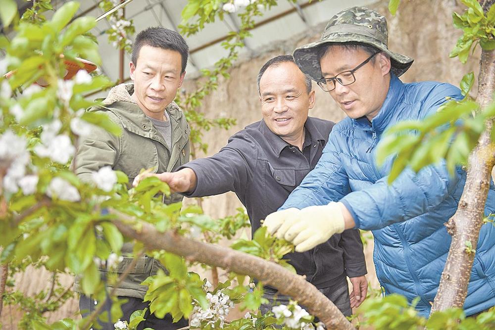 樱桃挂枝头 蟠桃花正艳