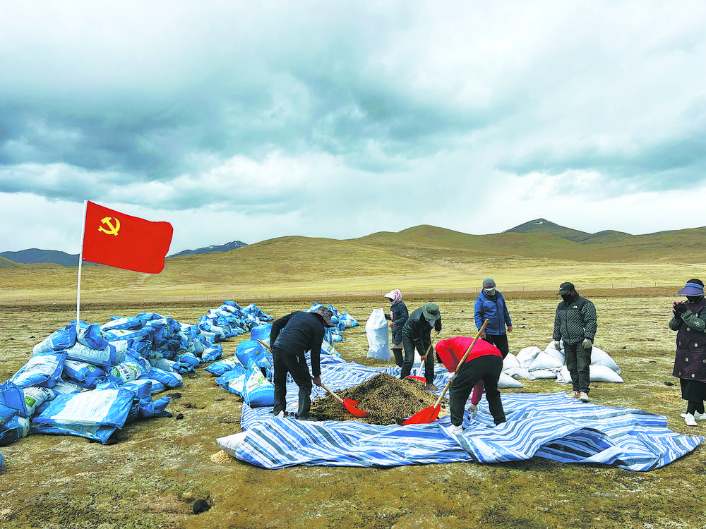【乡村振兴在青海】黑土滩变身“饲草银行”