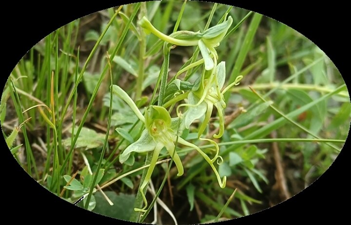 我省新添植物新物种：青海玉凤花