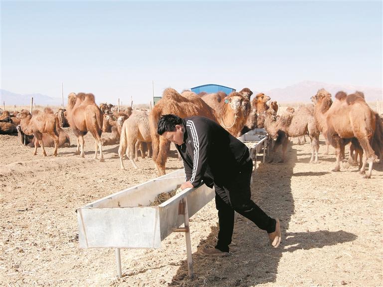 阿依提别克在拌草料。本报实习记者 朱炜明 摄