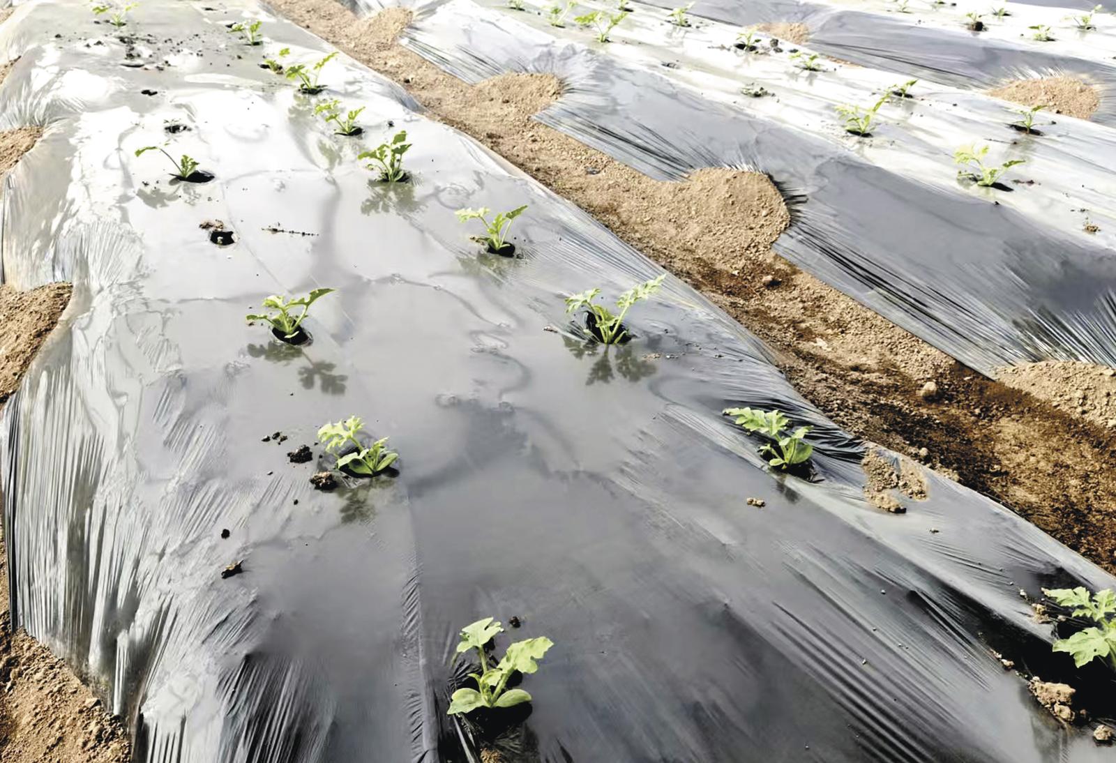 盐碱地上的春天