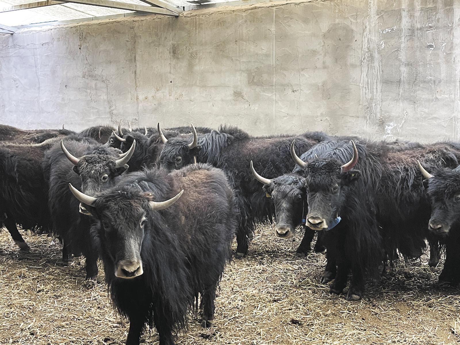 草原筑“云仓” 牧场变“智仓”