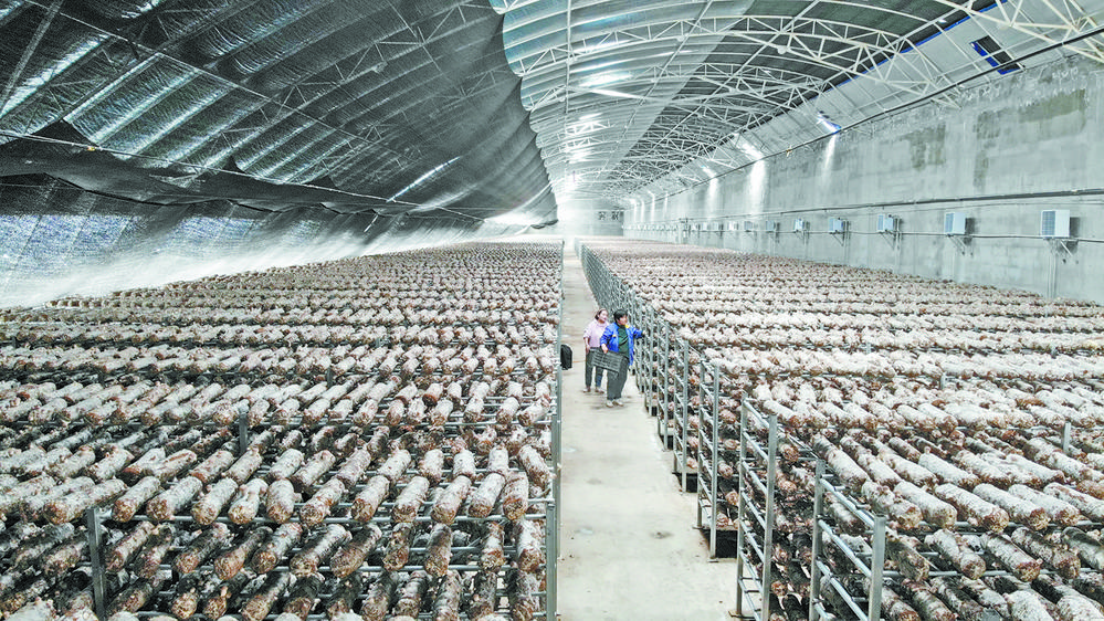 【新时代 新征程 新伟业 高质量发展调研行】一朵菇带起一条产业链