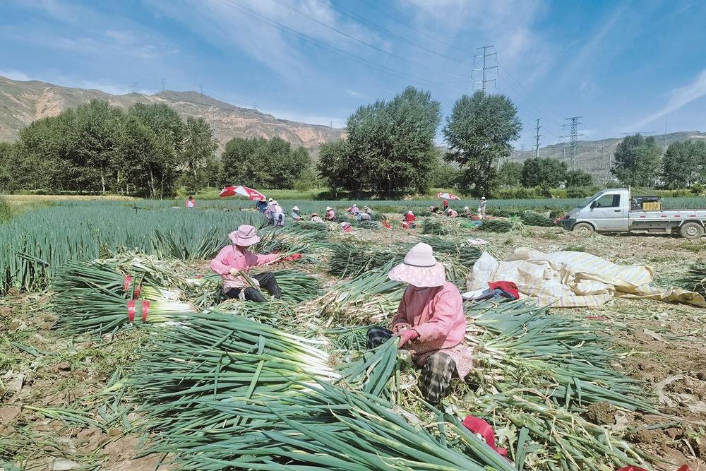我省高原露地冷凉蔬菜走向全国