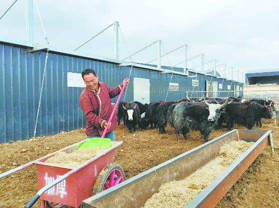 “满分”压公麻 处处“气象新”——“乡村行 看振兴”系列报道⑧