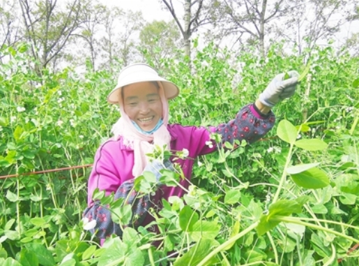 【巩固拓展脱贫攻坚成果同乡村振兴有效衔接·进行时】青海湟源：元山村400亩荷兰豆迎来大丰收