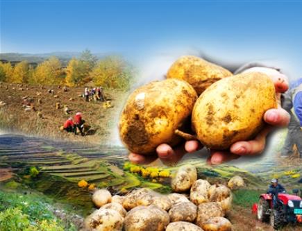 【巩固拓展脱贫攻坚成果同乡村振兴有效衔接·进行时】洋芋何以开拓西宁乡村致富路？