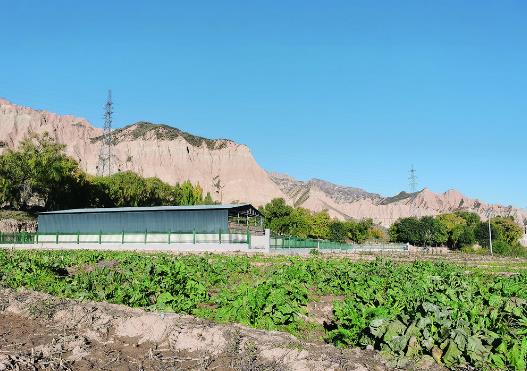 【巩固拓展脱贫攻坚成果同乡村振兴有效衔接·进行时·记者见闻】养猪闯出致富路 乡村振兴加速度——尖扎县马克唐镇加让村生猪标准化养殖场见闻
