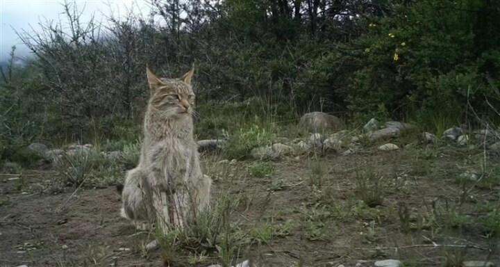 全球首次荒漠猫颈圈追踪揭秘