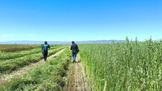 【乡村振兴在青海】“飞地种草”点燃畜牧业发展新引擎