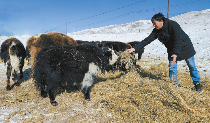 冰天雪地也能让牛羊吃得饱
——全国海拔最高有机畜牧业生产基地抗灾保畜见闻