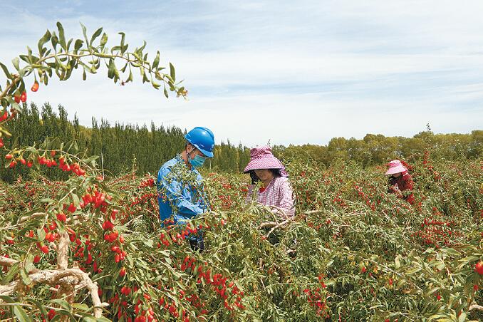 【奋进新征程建功新时代】三大特色种植产业支撑都兰绿色有机“粮仓” 
——打造“高地”建设“四地”蹲点调研之七