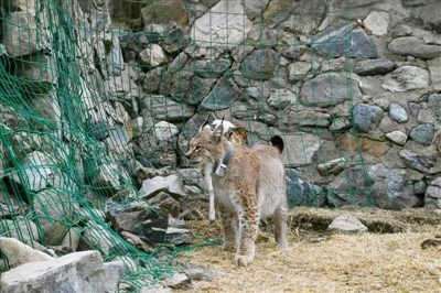 我省完成全国首例救护猞猁野化放归