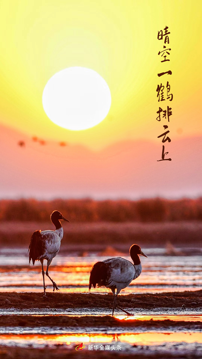 晴空一鹤排云上——“鸟中大熊猫”黑颈鹤的守护故事