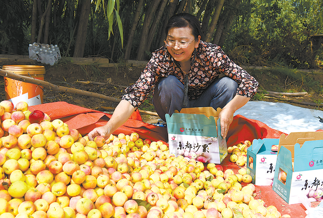 【喜迎二十大】乐都的沙果，红了！