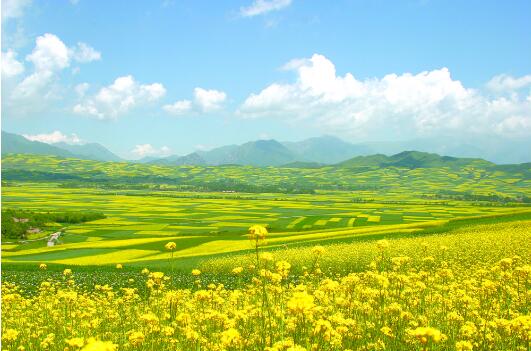 产业强 粮仓满 花果丰
青海绿色有机农畜产品输出地建设加速“奔跑”