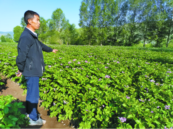 马铃薯之歌——靳占福与富仁合作社的故事